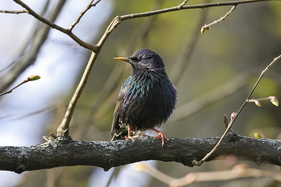 Comment rendre votre cour accueillante pour les oiseaux ?