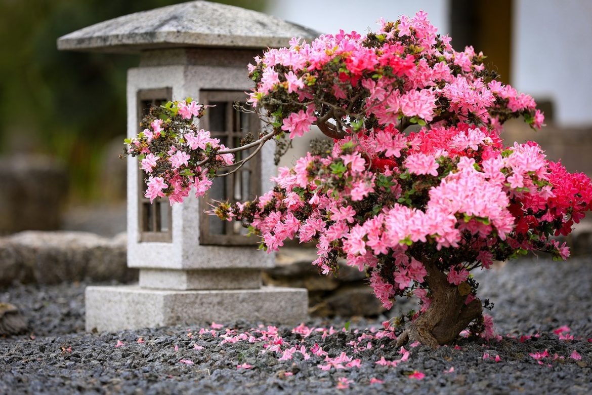 Étapes faciles pour savoir quelles plantes mettre dans votre jardin