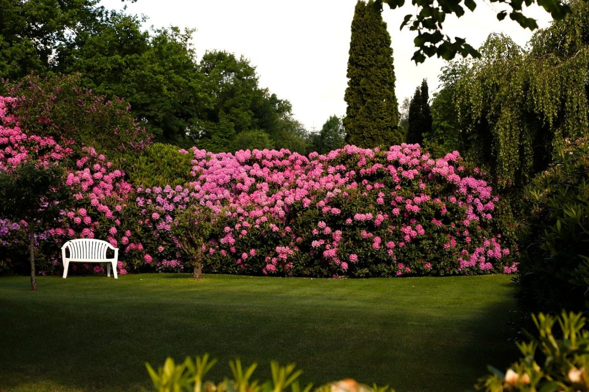 Origines et caractéristiques du rhododendron